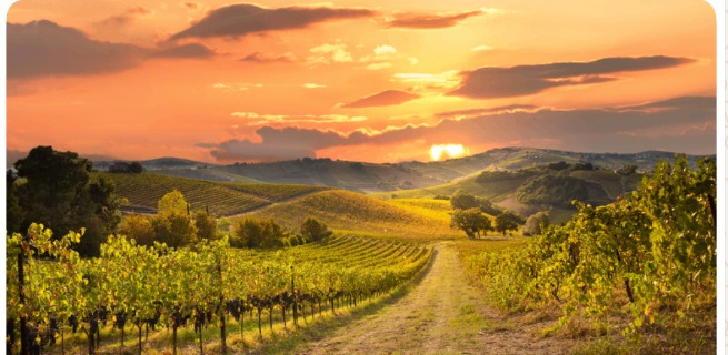 A Curated Taste of Sonoma Wine Country